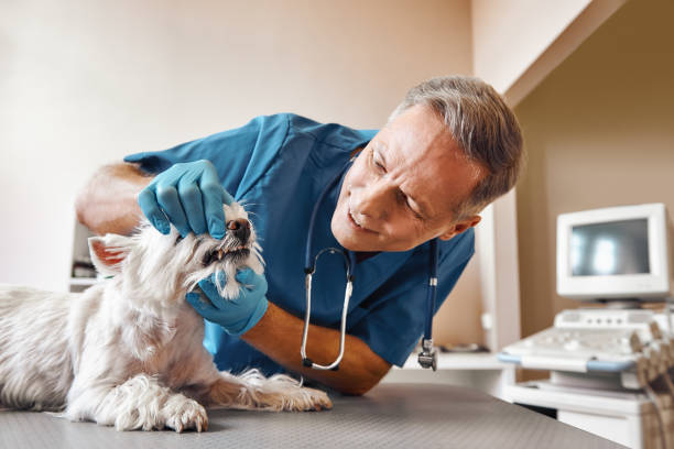 Best Emergency Broken Tooth Repair in Portage, IN